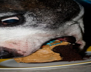 You eat like a dog